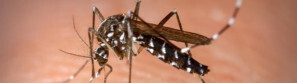 ministerio-da-saude-realiza-consulta-publica-sobre-incorporacao-de-vacina-contra-dengue