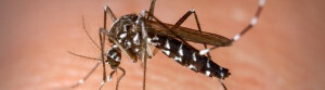aedes-mosquito_p120860_cover_cropped_ret.jpg