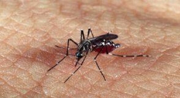 Dengue.jpg